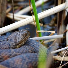 Amphibiens et Reptiles