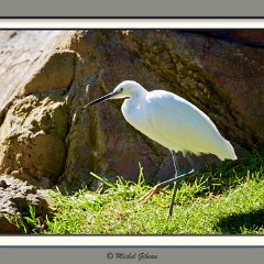 Oiseaux