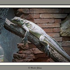 Poissons et Reptiles